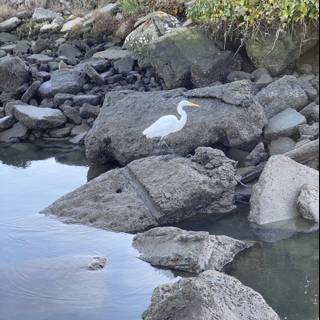 Serene Waterfowl on Rocky Shoreline