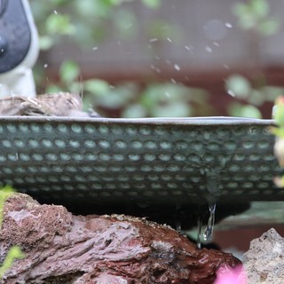 Bird Splashing in Garden Water Bath