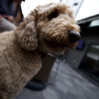 Curious Curly-Haired Dog Close-Up Portrait