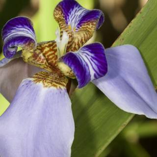 Purple and Yellow Iris Flower in Full Bloom