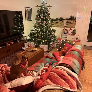 Cozy Christmas Morning with Weimaraner Dog in Living Room