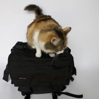 Feline Backpack Guardian