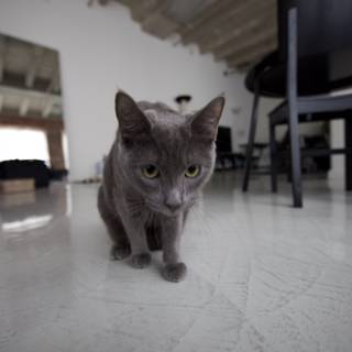 Gray Cat Relaxing on Hardwood Flooring