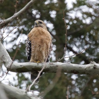 Red-Shouldered Hawk Perched on Winter Branch