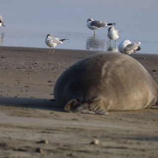 Elephant Seal Pup Resting Among Seagulls at Beach