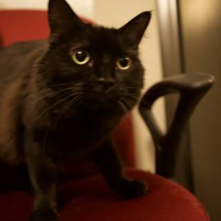 Black Cat on a Red Armchair