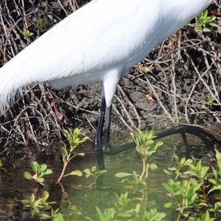 Great Egret Foraging in Shallow Wetland Waters