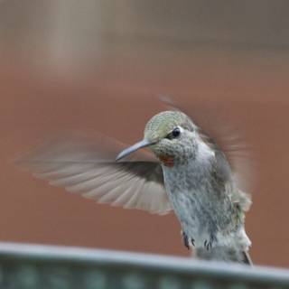 Winged Jewel in Motion