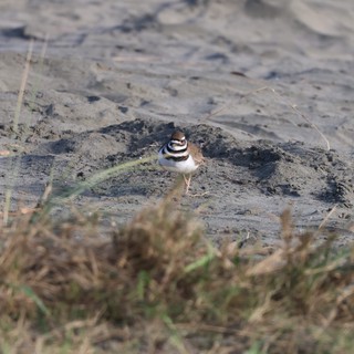 coastal wetland/mudflat area
