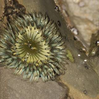 Sea Anemone Bloom