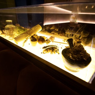 Museum Display Case of Natural History Specimens