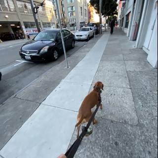 Urban Pup Takes a Stroll