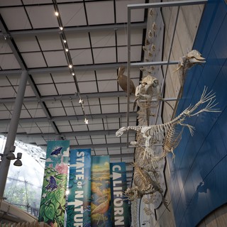Skeletal Exhibit Display in Natural History Museum