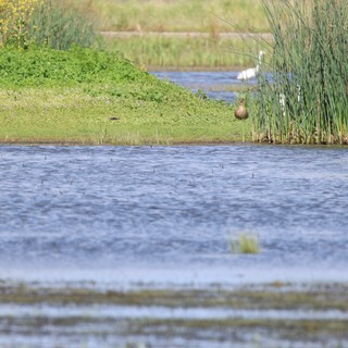 Wading Bird in Wetland Marsh at Sunset