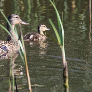 Female Mallard Duck with Duckling in Wetland Waters
