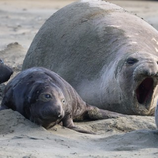Northern Elephant Seal Mother with Pups at Drake's Beach