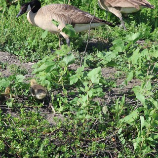 Canada Goose Family Foraging in Wetland Vegetation