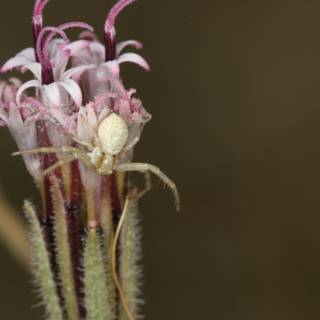 Garden Spider on Pink-Stemmed Flower
