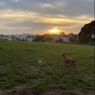 Sunset Run with My Furry Bestie