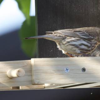 Feathered Companions at the Feeder