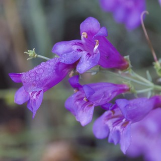 serene-and-delicate