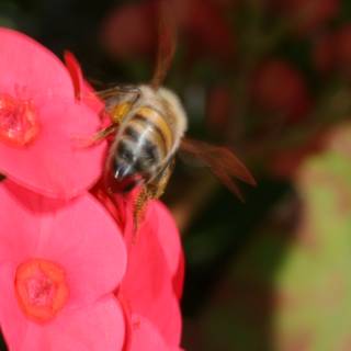 Busy Bee on Red Geranium