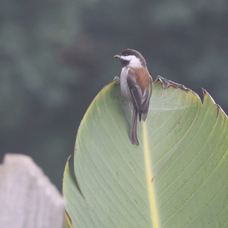 Small Bird Perched on Curled Banana Leaf Edge