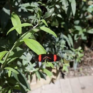 Fluttering Wonders in the Garden