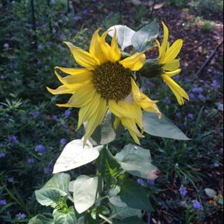Sunflower in a Lush Garden