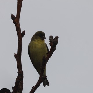 Lesser Goldfinch Perched on Bare Winter Branch