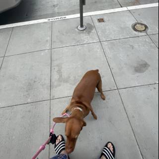 Walking the Dog in San Francisco