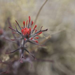 Red Geranium Blossom Thrives in Desert Heat