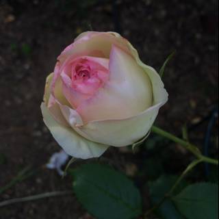 The Majestic Pink Rose in Altadena