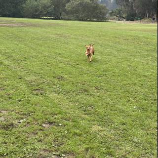 Running Free in the Grass