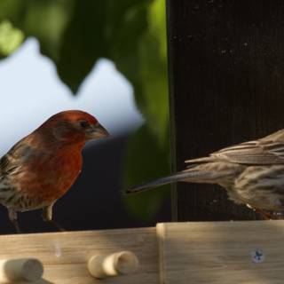 Feathered Companions at Dusk