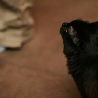 Curious Black Cat