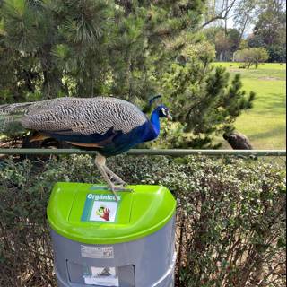 Peacock makes a royal perch atop a trash can