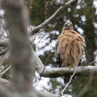 Red-shouldered Hawk Perched in Winter Tree
