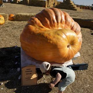 Wesley's Giant Pumpkin Discovery