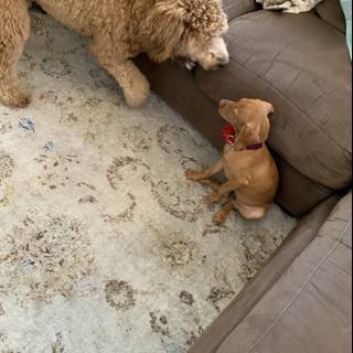 Poodle and Terrier Playtime