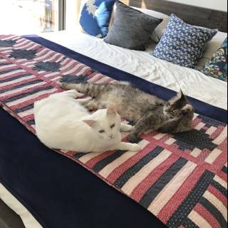 Two Cats Cozied Up on Bed with Quilt