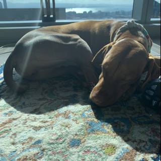 Basset Hound Napping by the Window