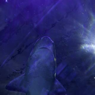 Midnight Swim: A Shark's Tale