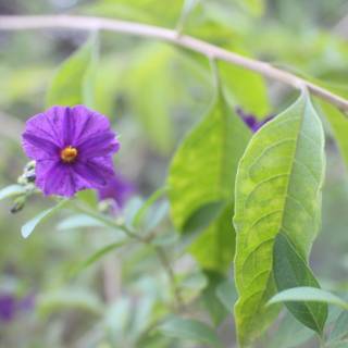 Purple Geranium