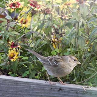 Solitary Sparrow: A Moment in Fort Mason