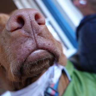 Close-up Portrait of Pig's Face and Snout