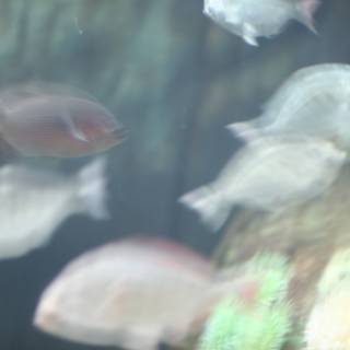 Blurry Sea Life in Underwater Aquarium