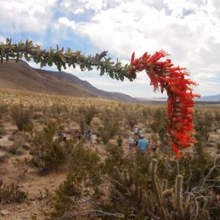 Red Flowered Cactus in the Wild