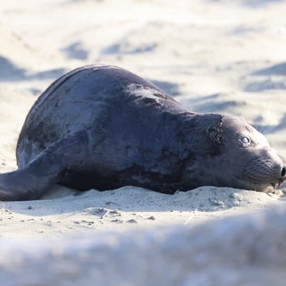 Elephant Seal Pup Resting on Sandy Beach