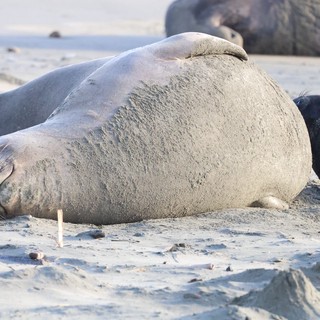 Elephant Seal Resting on Sandy Beach at Drakes Beach
